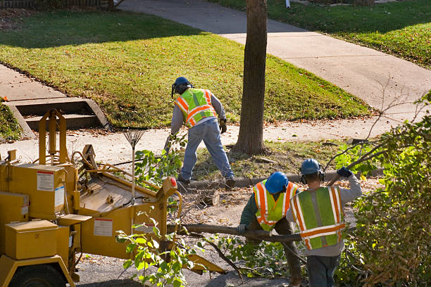 Best Tree Removal Services  in Mill Neck, NY